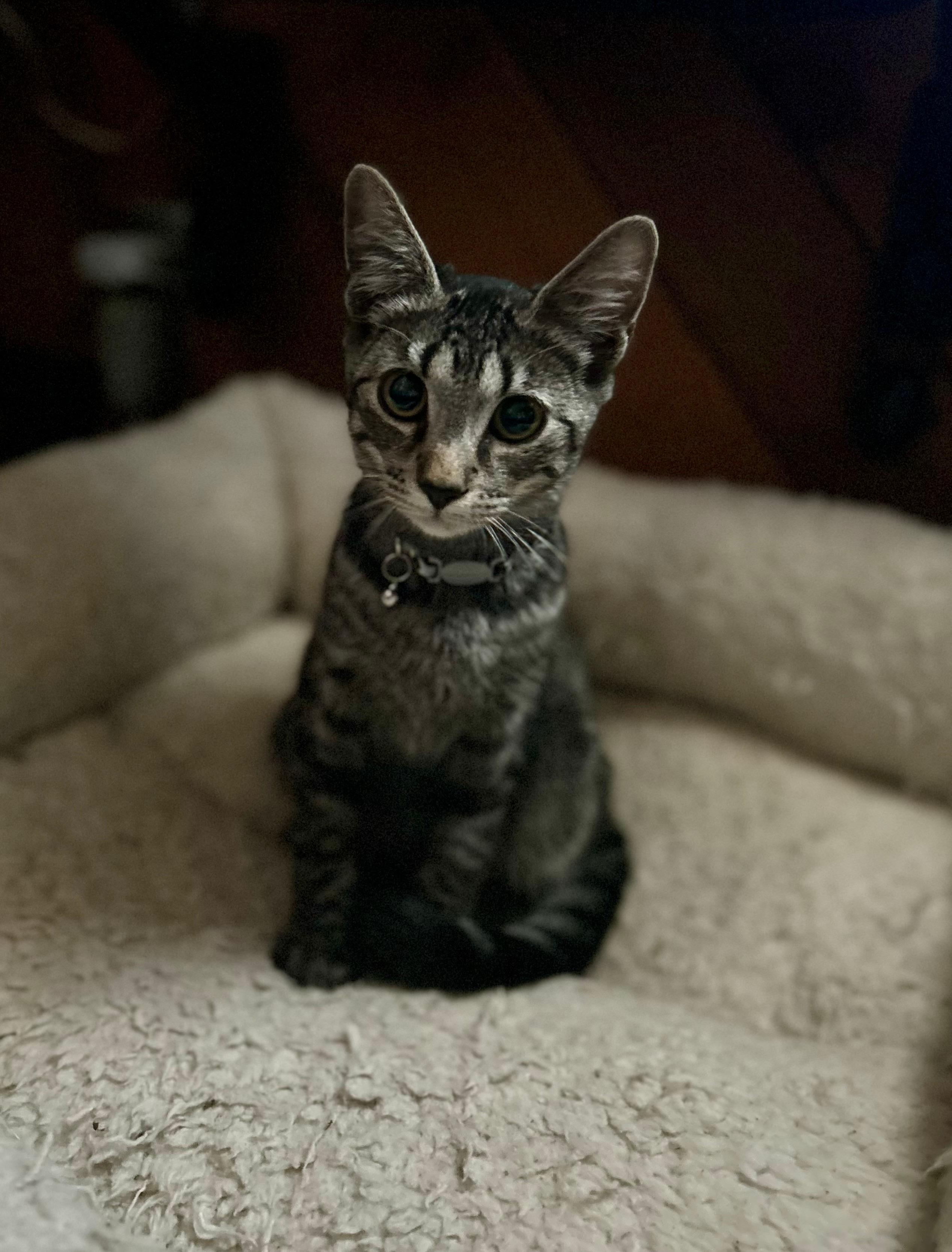 Enlarge Meg, a Adoptable Domestic Short Hair in Lemoyne, PA image 5/6