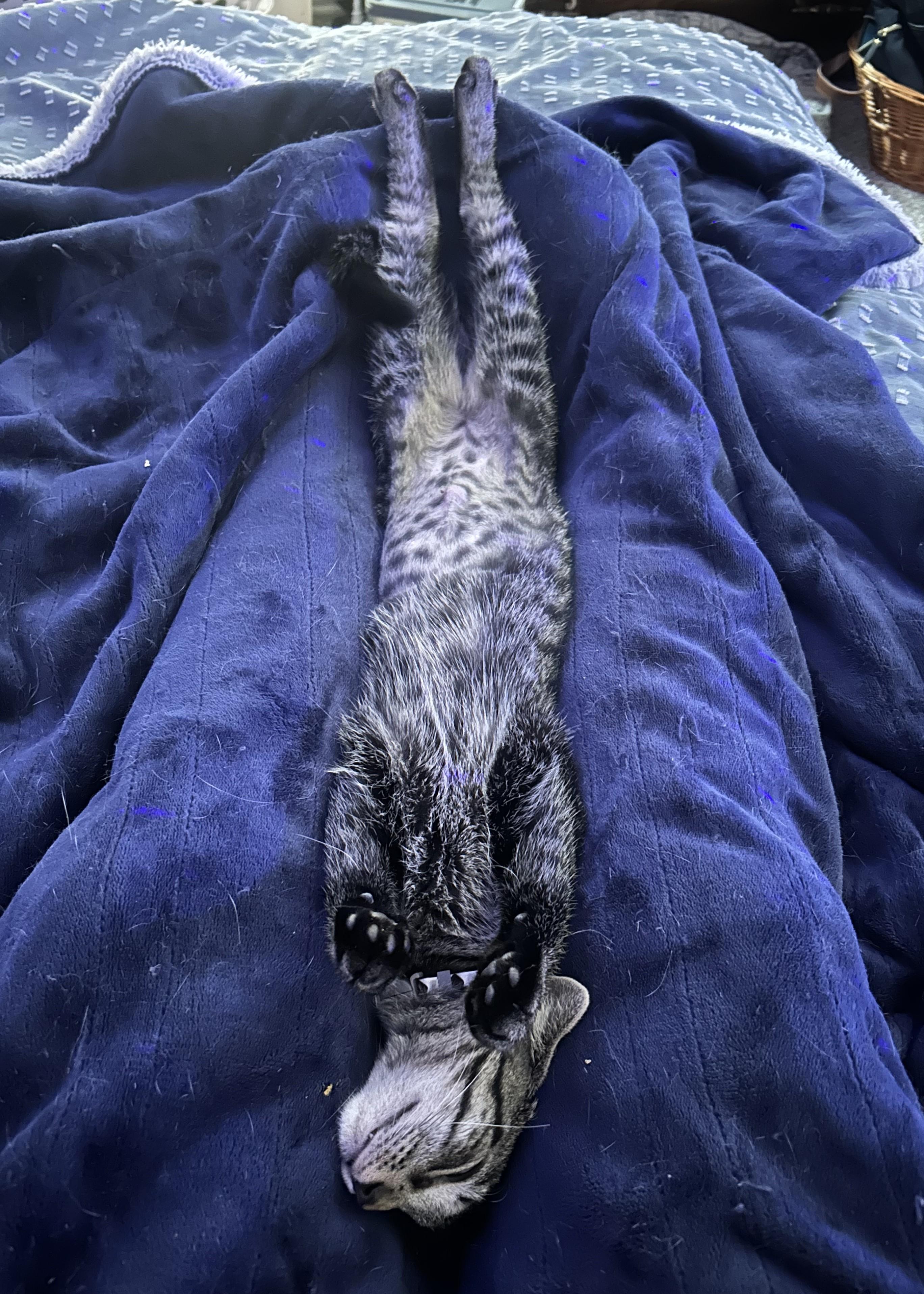 Enlarge Meg, a Adoptable Domestic Short Hair in Lemoyne, PA image 6/6