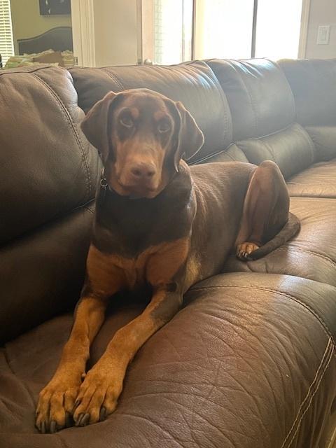 Virgil
