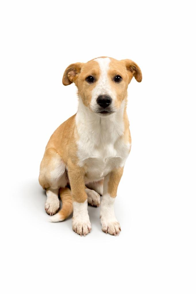 Enlarge Jaelin, a Adoptable mixed breed in Rock Springs, WY image 1/2