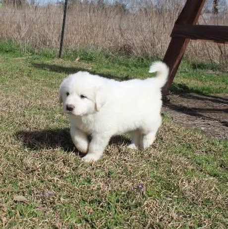 Snow — thumbnail 5