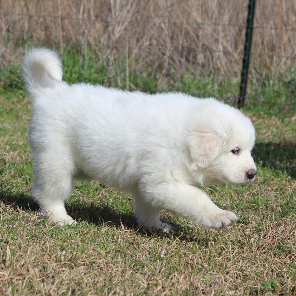 Snow — thumbnail 6