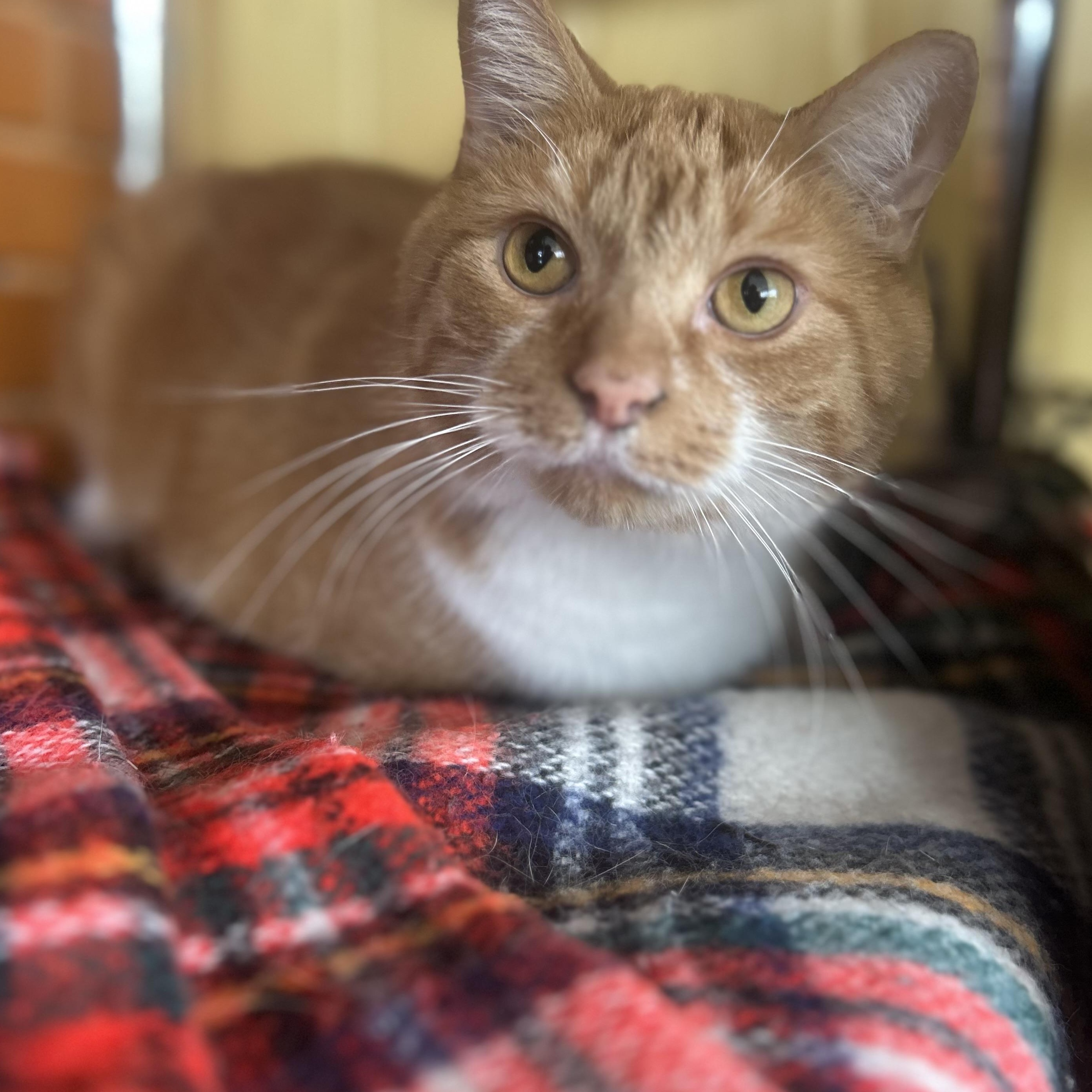 Pumpkin, a Adoptable Tabby in Madison Heights, MI image 1/2