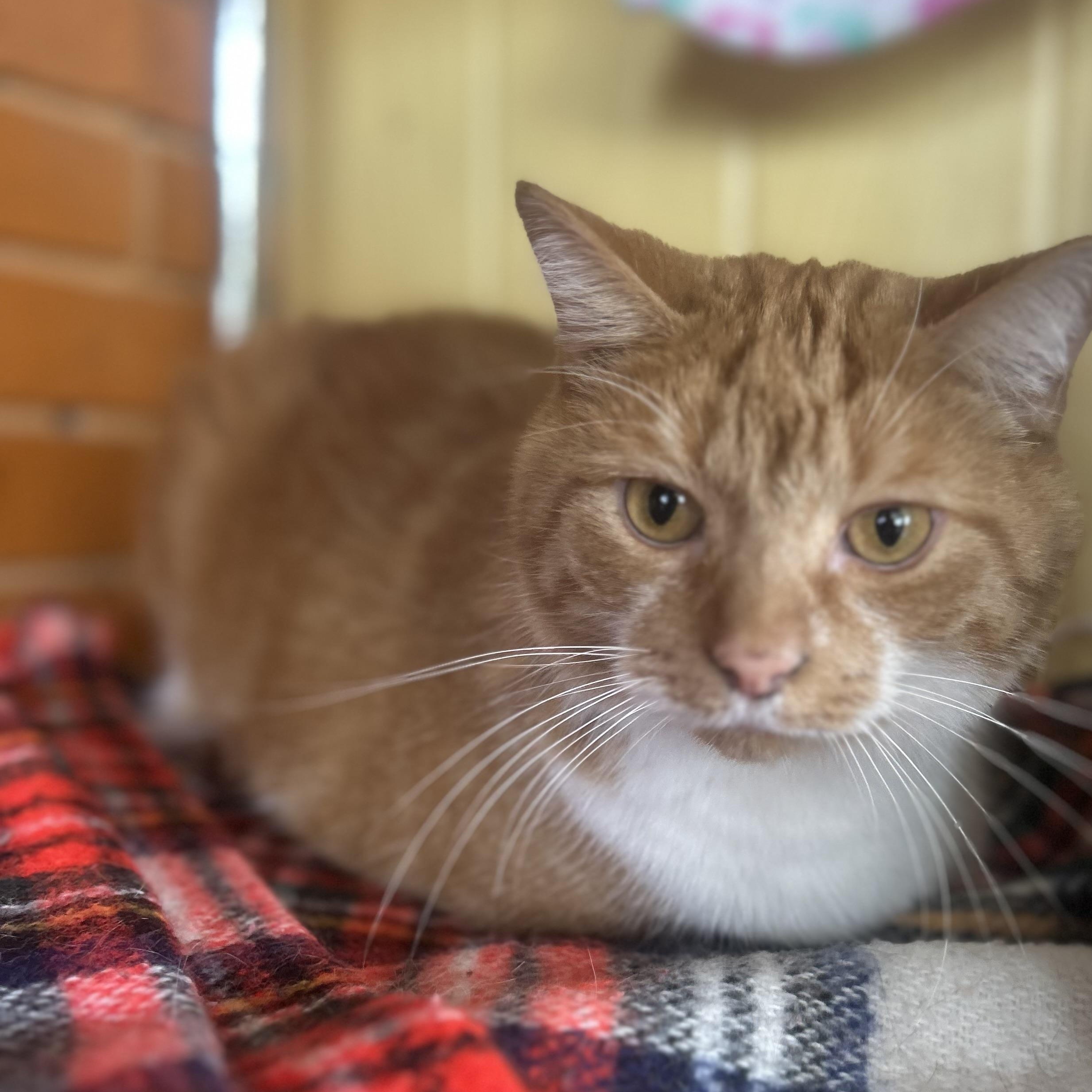 Pumpkin, a Adoptable Tabby in Madison Heights, MI image 2/2