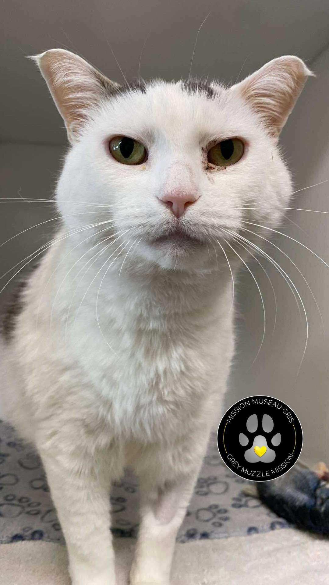 Enlarge Rosario, a Adoptable Domestic Short Hair in Delson, QC image 1/1