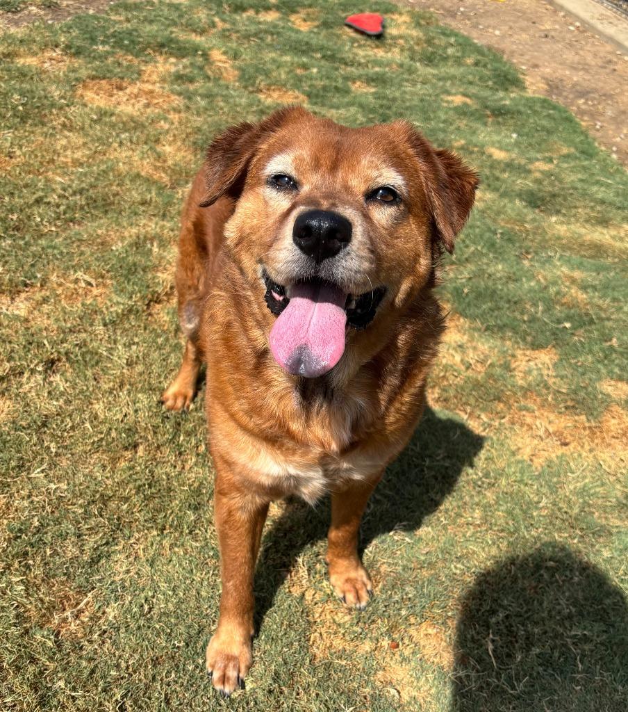 Sadie, Adoptable, Senior Female Golden Retriever & Chow Chow.