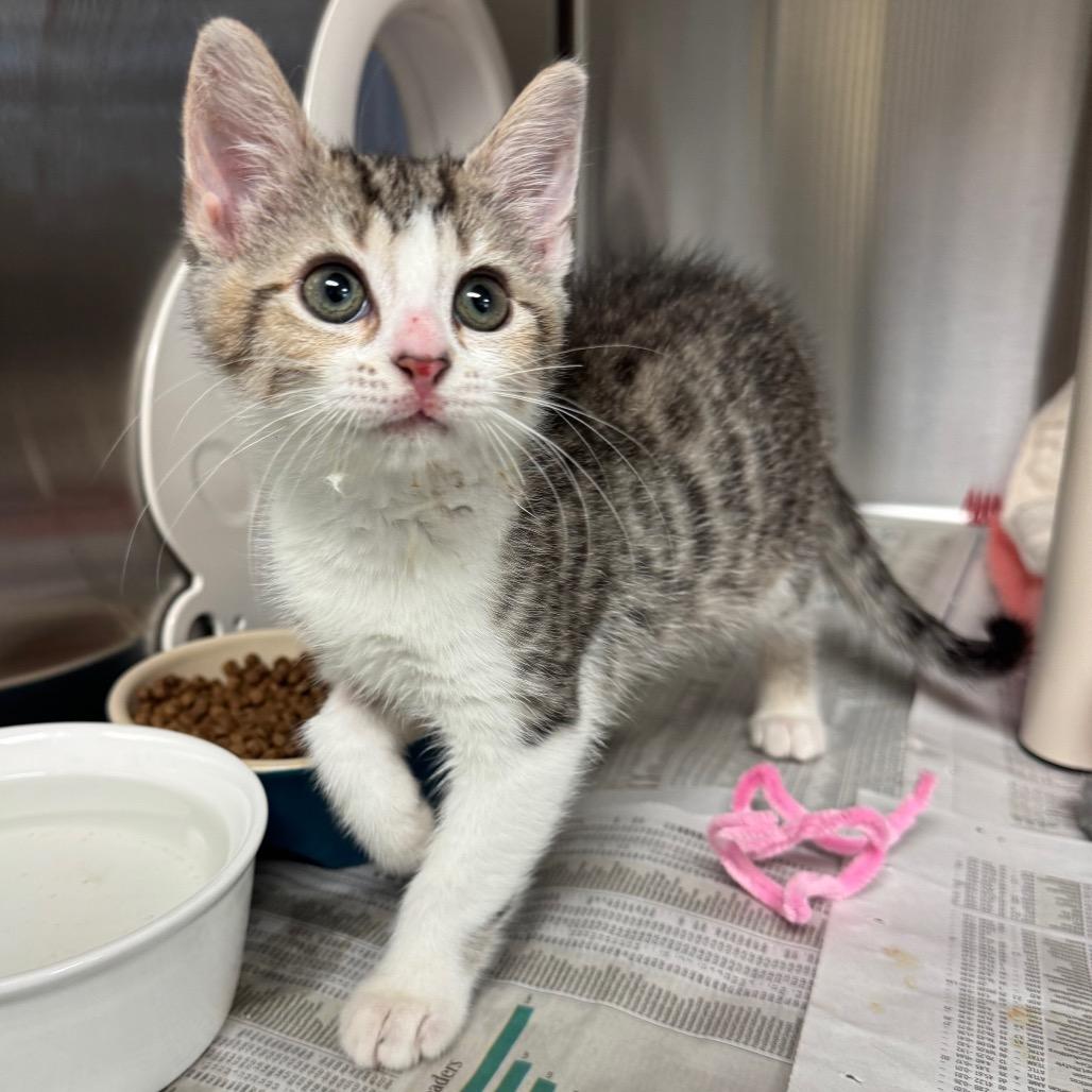 Enlarge Subway, a Adoptable Domestic Short Hair in Hendersonville, NC image 1/1