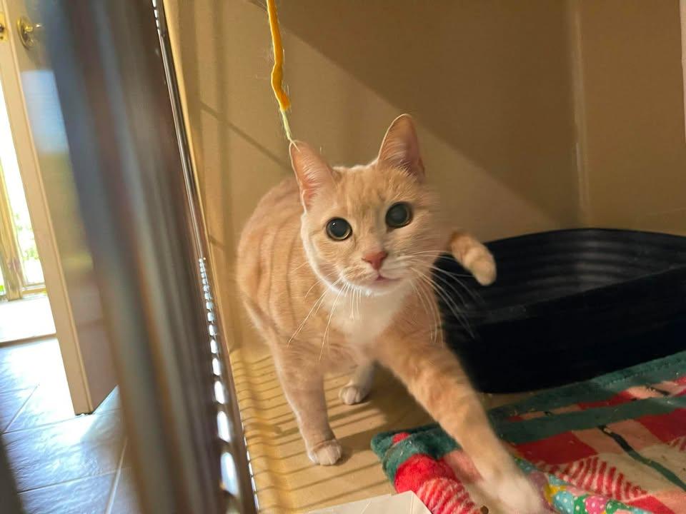Enlarge Drops of Jupiter, a ADOPTABLE Domestic Short Hair in Winthrop, ME image 2/2