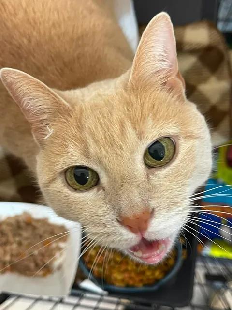 Enlarge Drops of Jupiter, a ADOPTABLE Domestic Short Hair in Winthrop, ME image 1/2