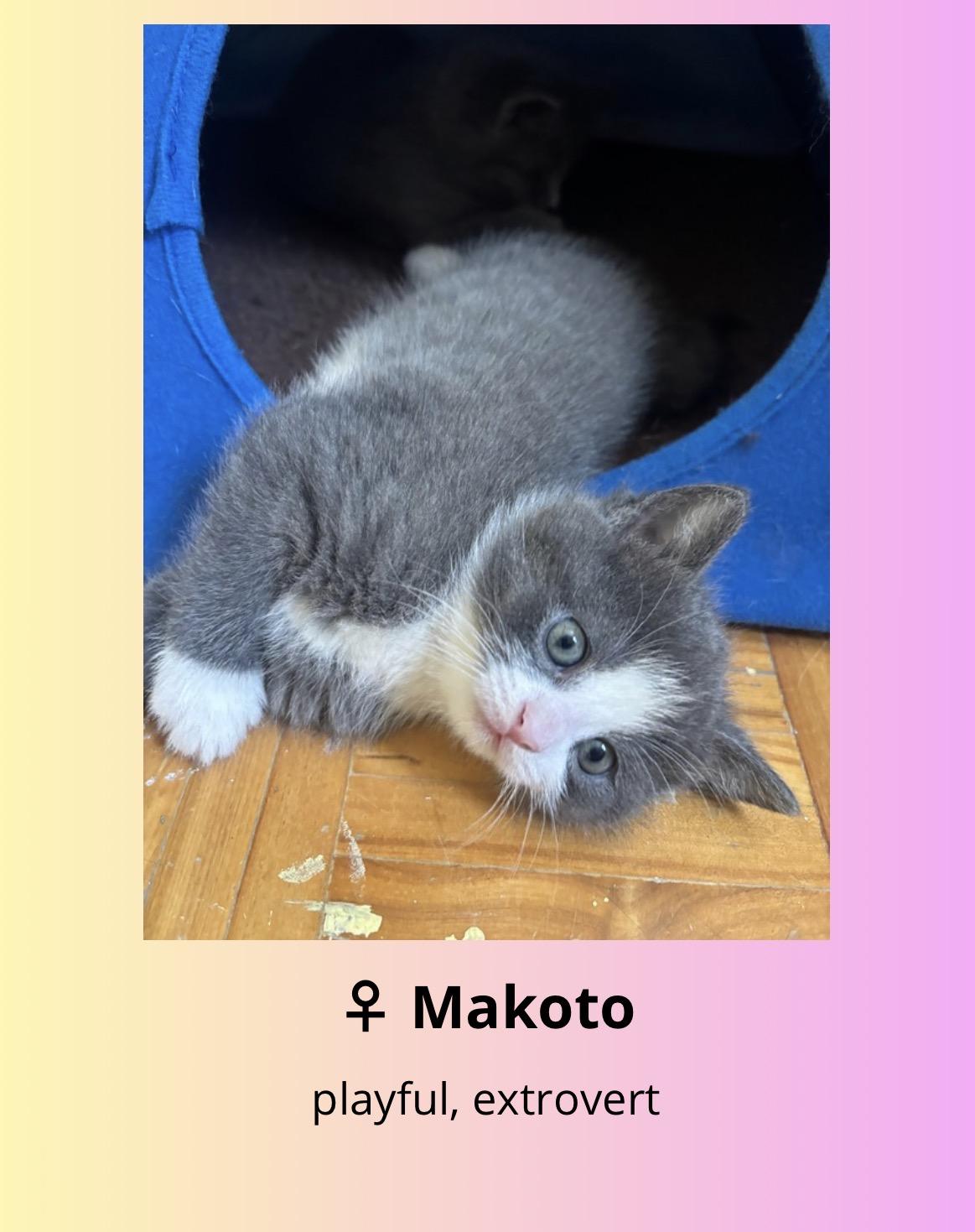 Makoto, Adoptable, Kitten Female Domestic Short Hair.