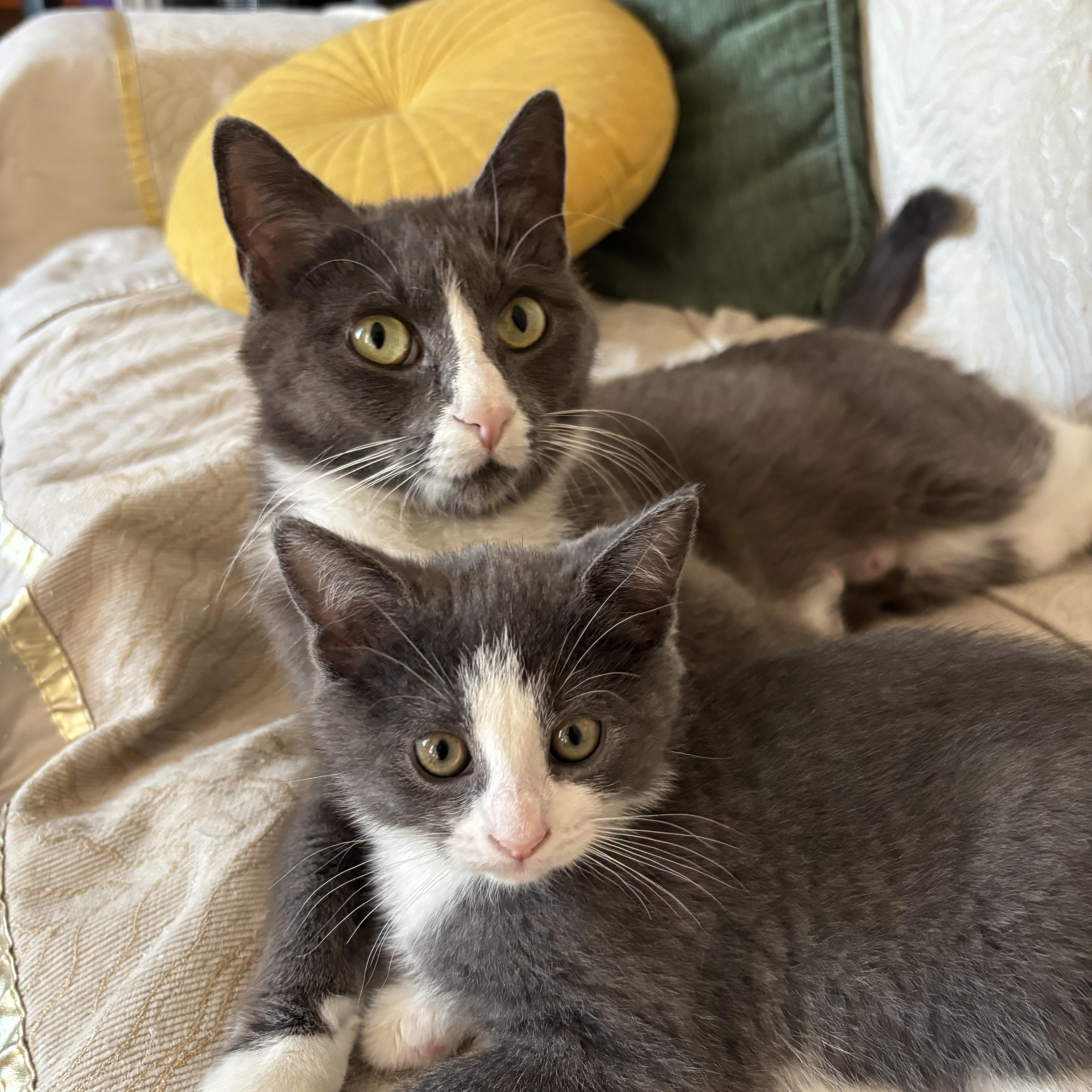 Makoto, an adoption pending Domestic Short Hair in Montreal, QC image 5/5