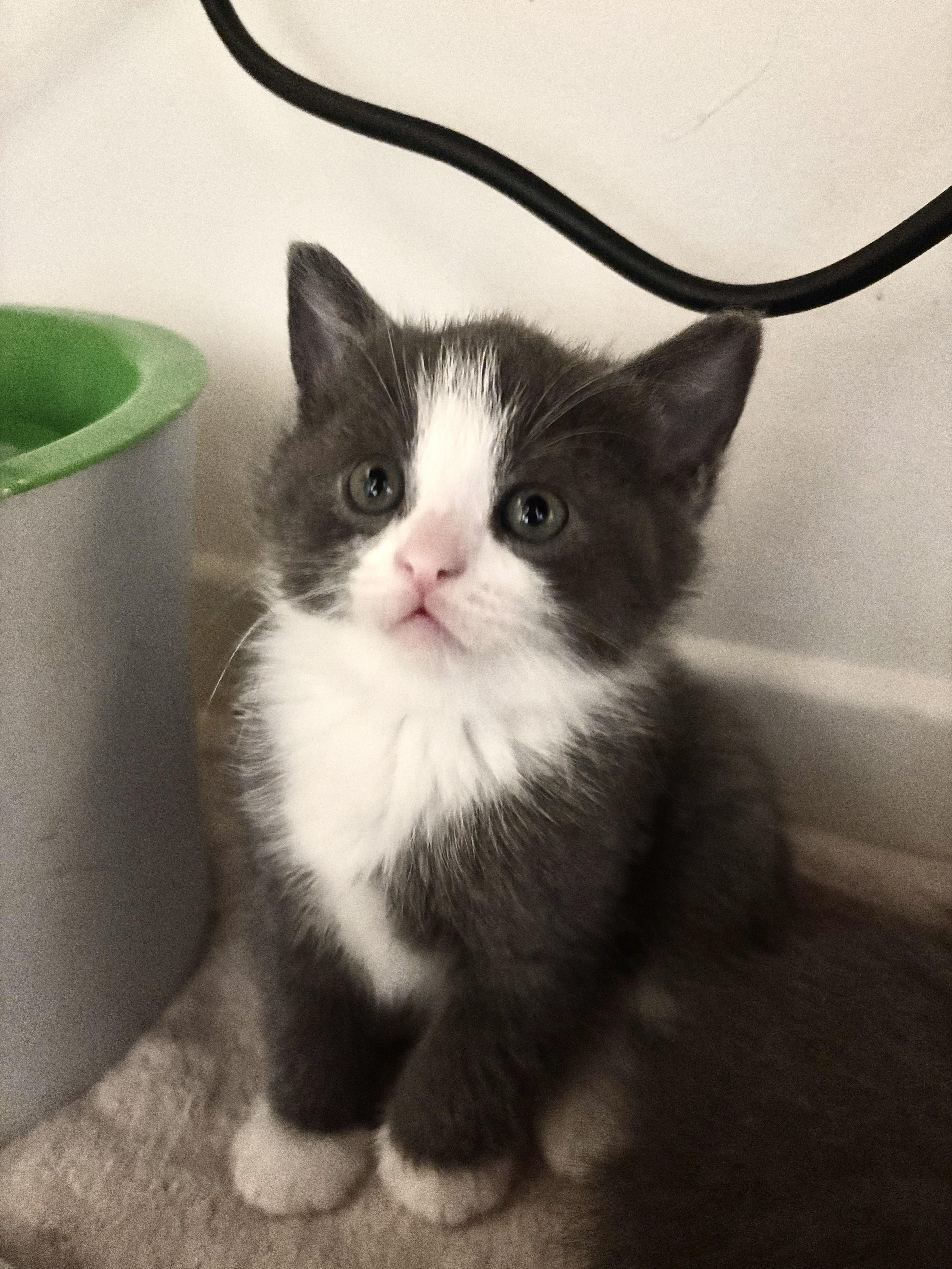 Makoto, an adoption pending Domestic Short Hair in Montreal, QC image 2/5