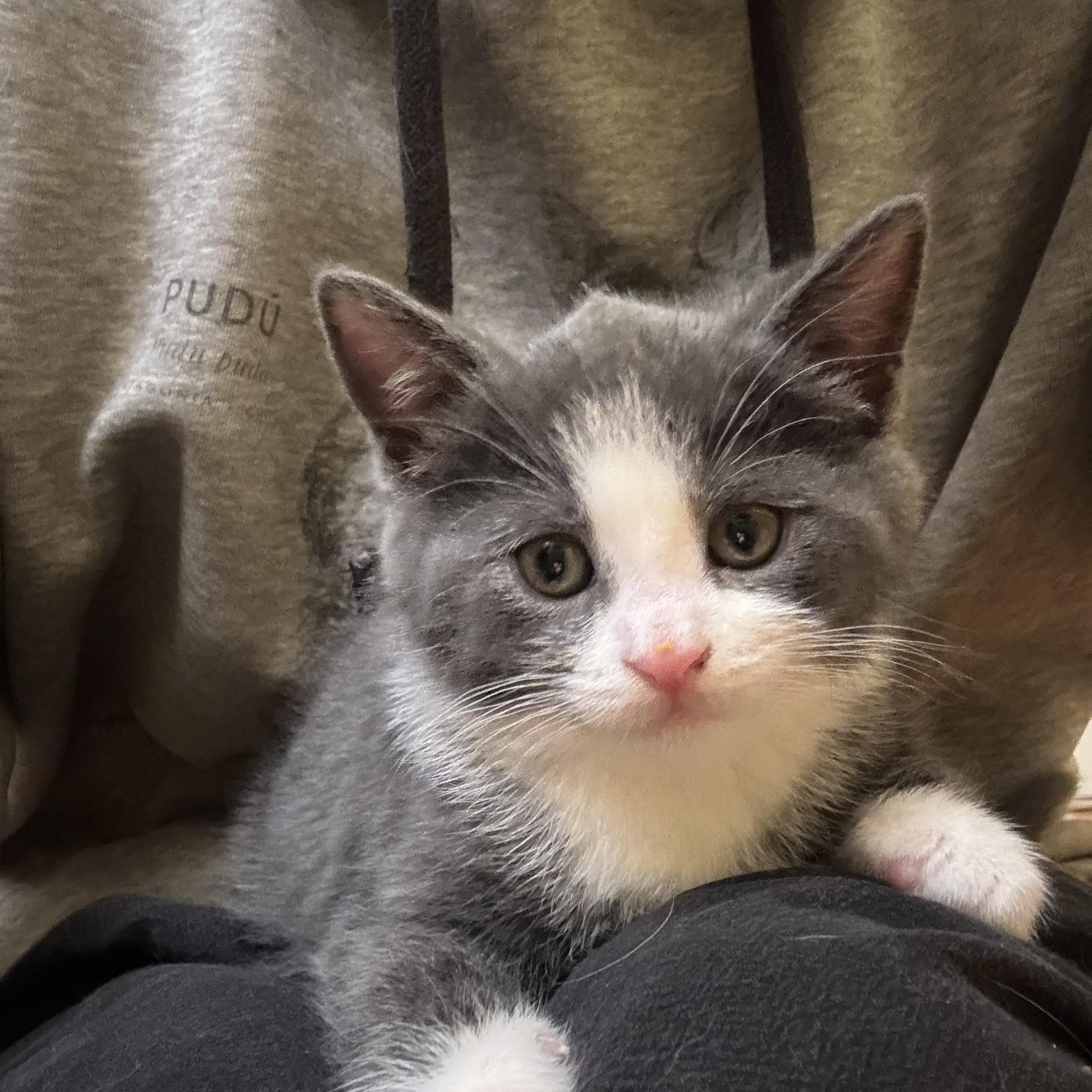 Makoto, an adoption pending Domestic Short Hair in Montreal, QC image 3/5