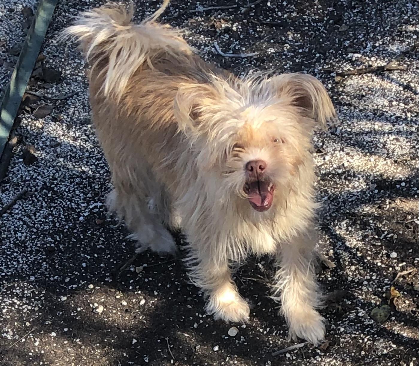 Enlarge Pamuk, a Adoptable mixed breed in Colleyville, TX image 2/2