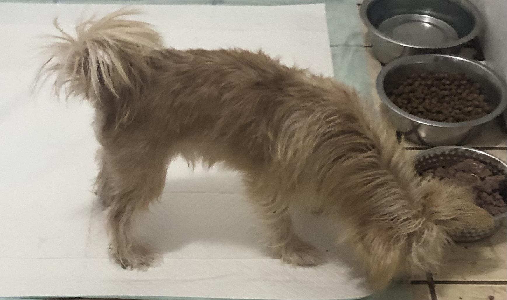 Pamuk, a Adoptable mixed breed in Colleyville, TX image 1/2