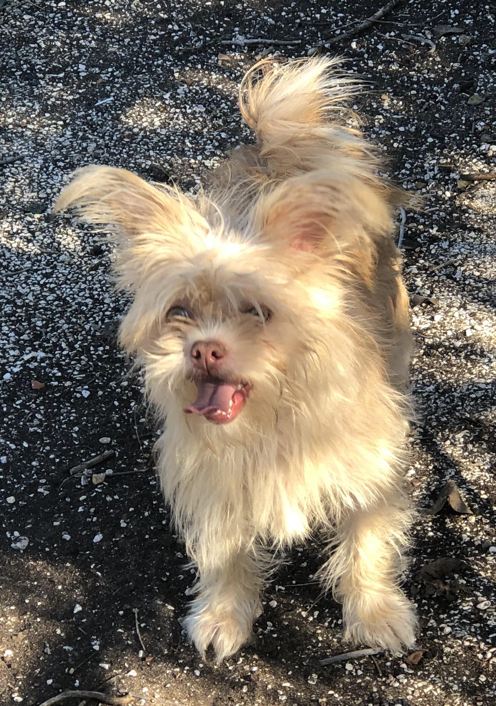 Enlarge Pamuk, a Adoptable mixed breed in Colleyville, TX image 1/2