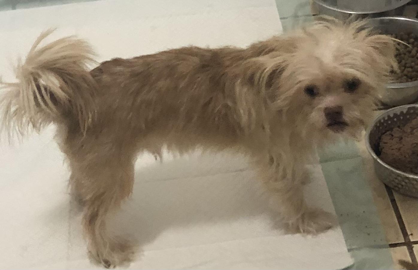 Pamuk, a Adoptable mixed breed in Colleyville, TX image 2/2