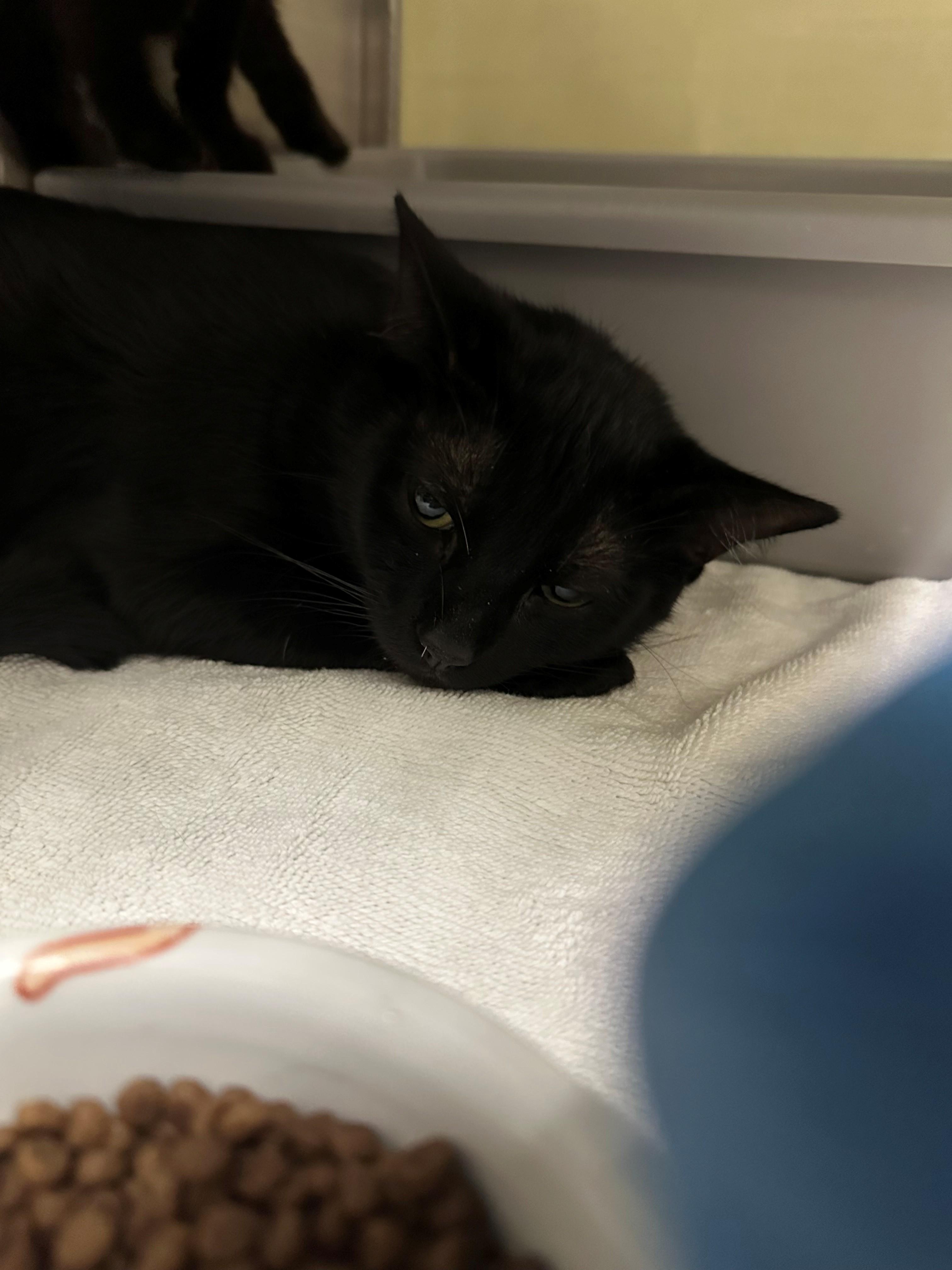 Corn Beef, adoptable, Adult Male Domestic Short Hair.