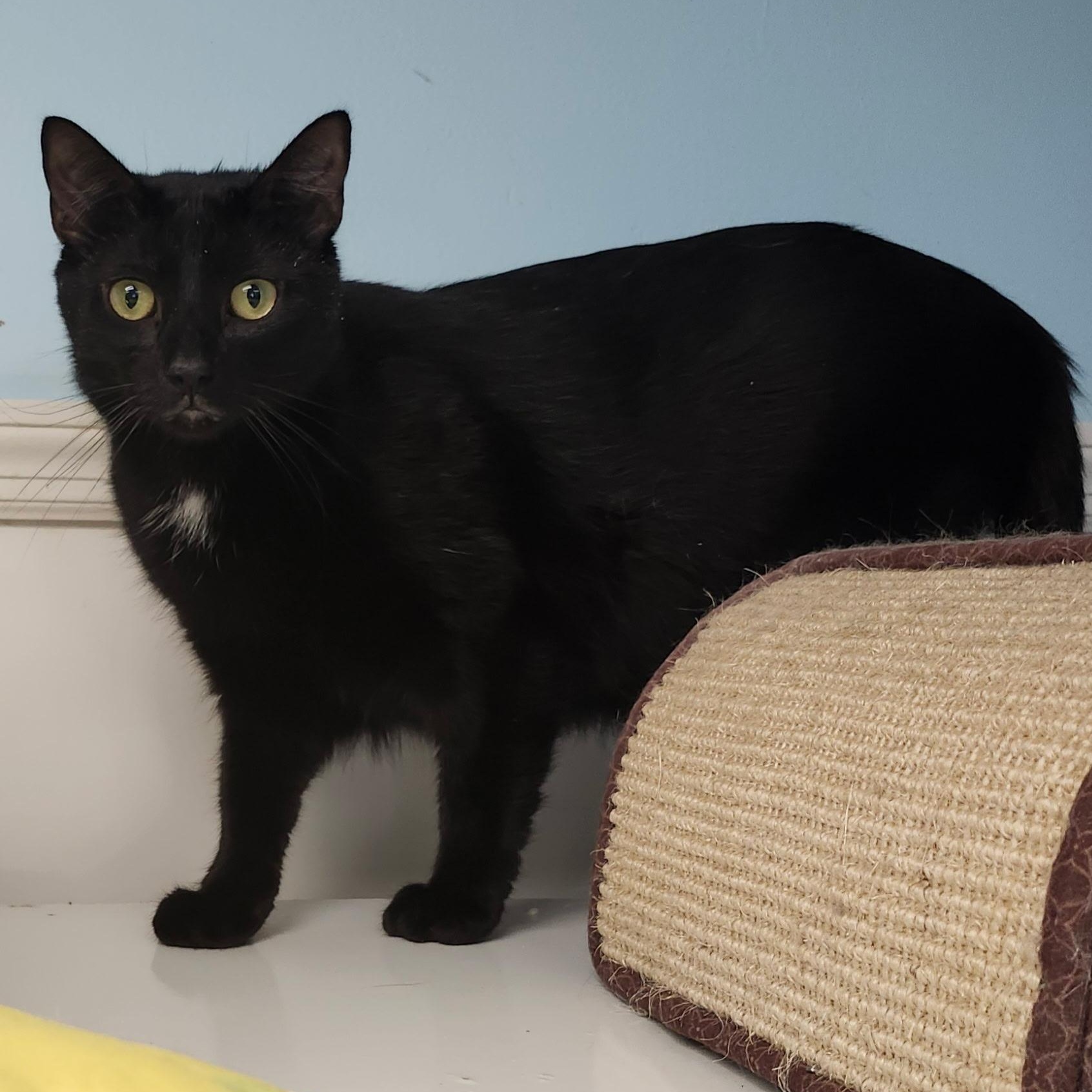 Corn Beef, adoptable, Adult Male Domestic Short Hair.