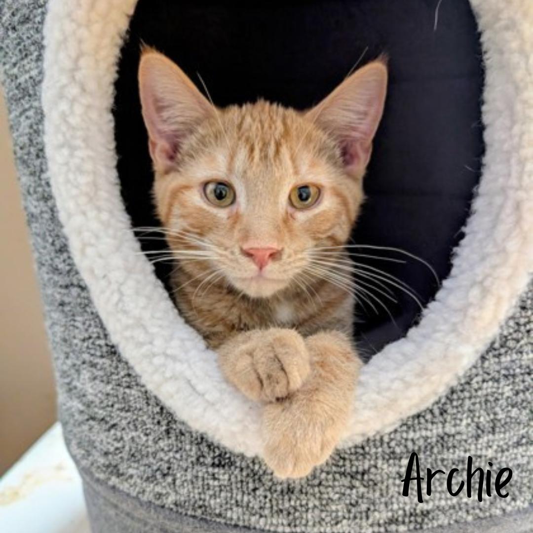 Archie, adopted, Young Male Domestic Short Hair.