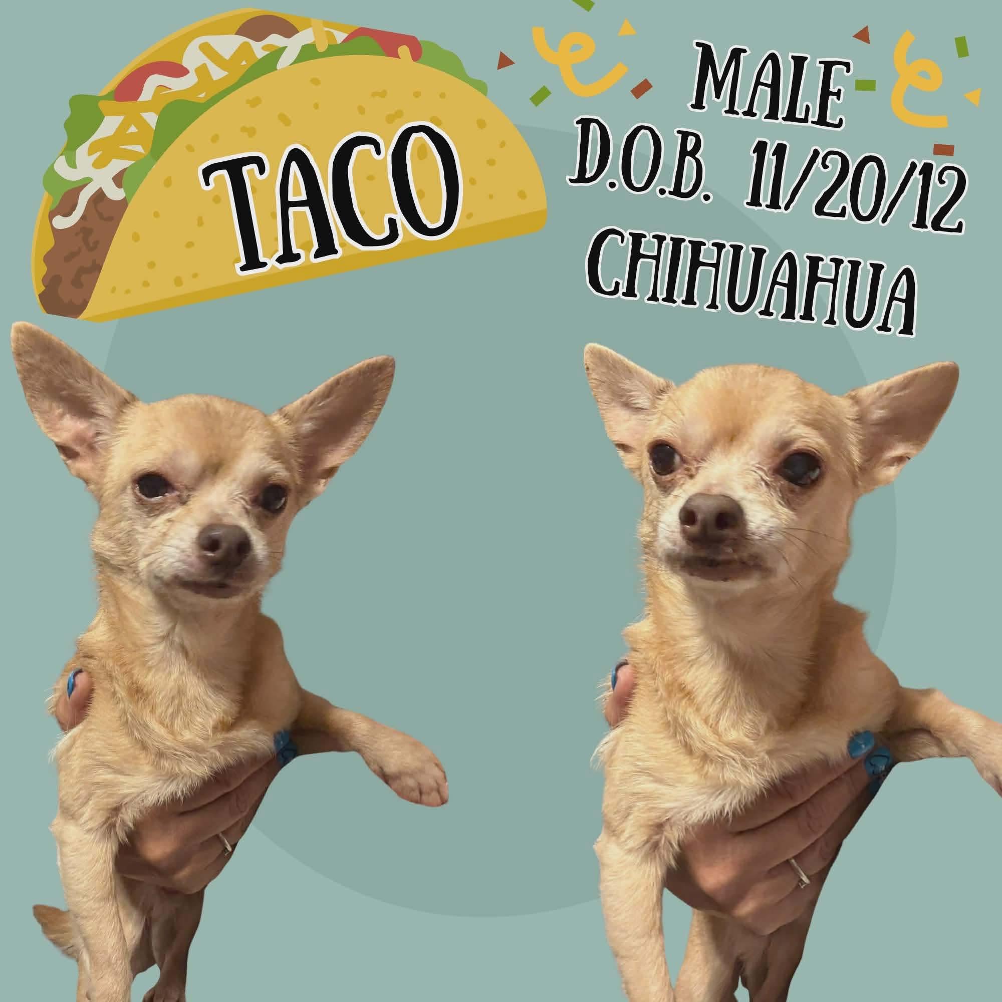 Taco, Adoptable, Senior Male Chihuahua.