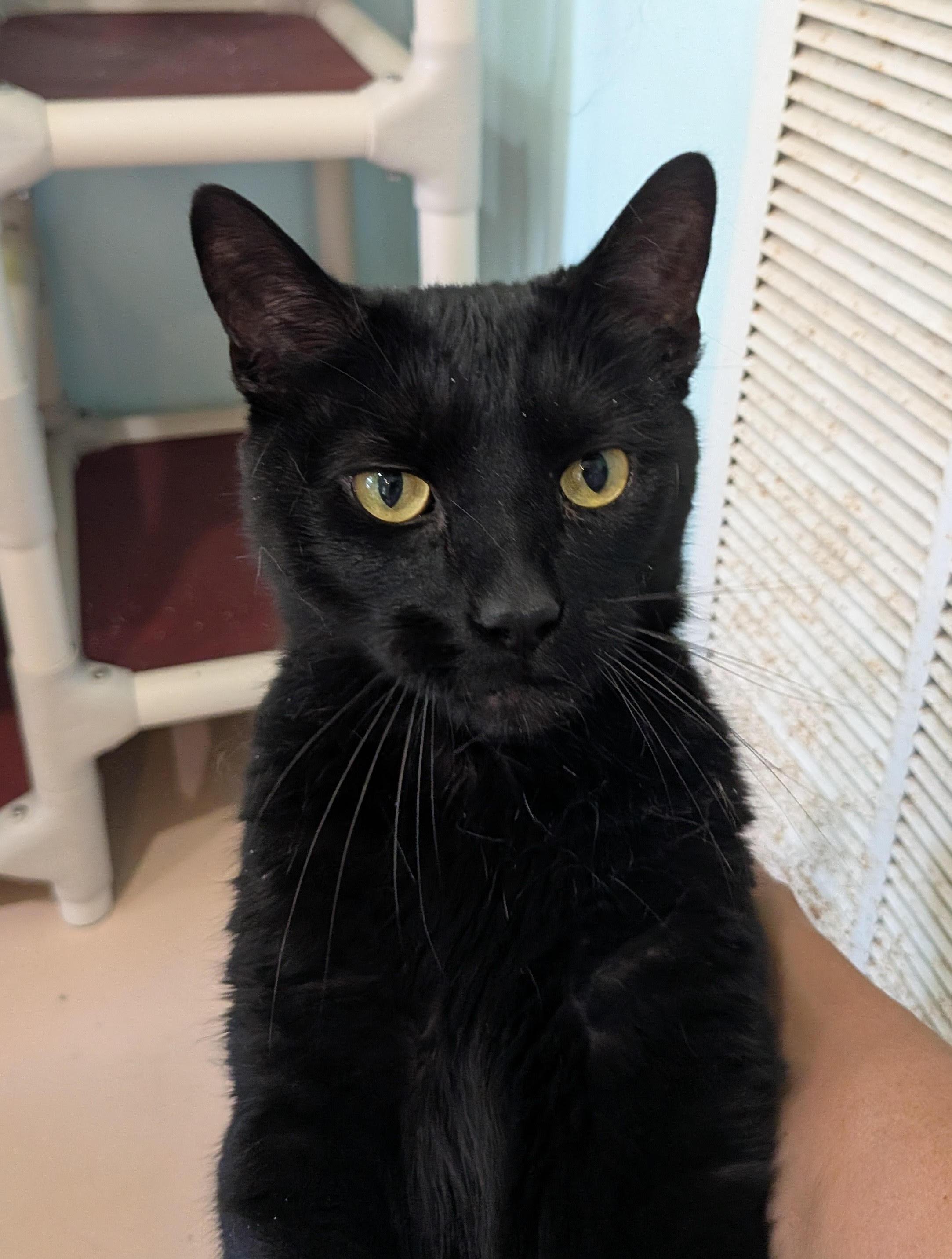 Enlarge Exon, an adopted Domestic Short Hair in Heathsville, VA image 1/1