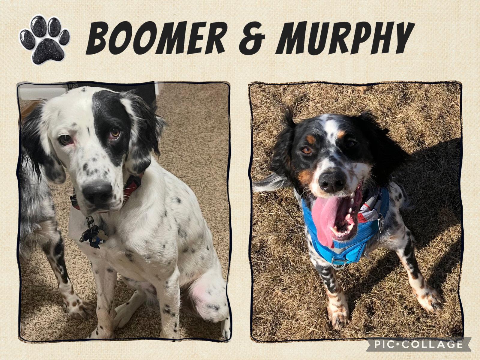 Boomer & Murphy (Courtesy Listing), Adoptable, Adult Male English Setter.