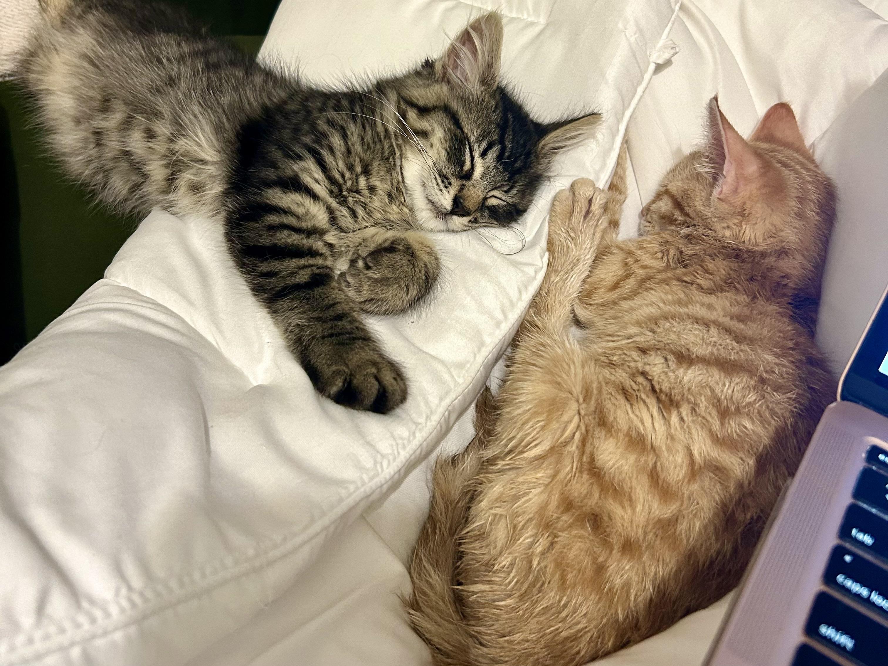 Monkey Bread (bonded with Arthur), Adoptable, Kitten Male Domestic Long Hair.