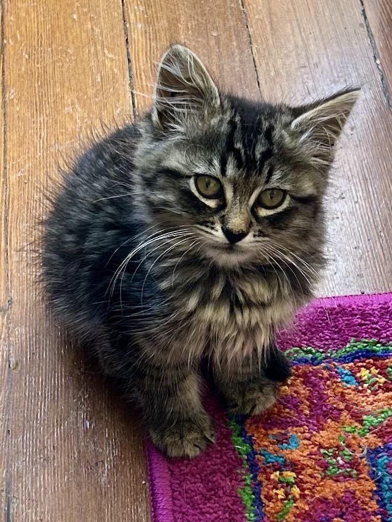 Enlarge Monkey Bread (bonded with Arthur), a Adoptable Domestic Long Hair in San Francisco, CA image 3/6