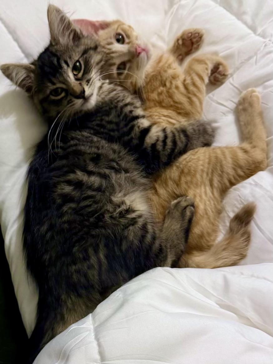 Enlarge Monkey Bread (bonded with Arthur), a Adoptable Domestic Long Hair in San Francisco, CA image 4/6