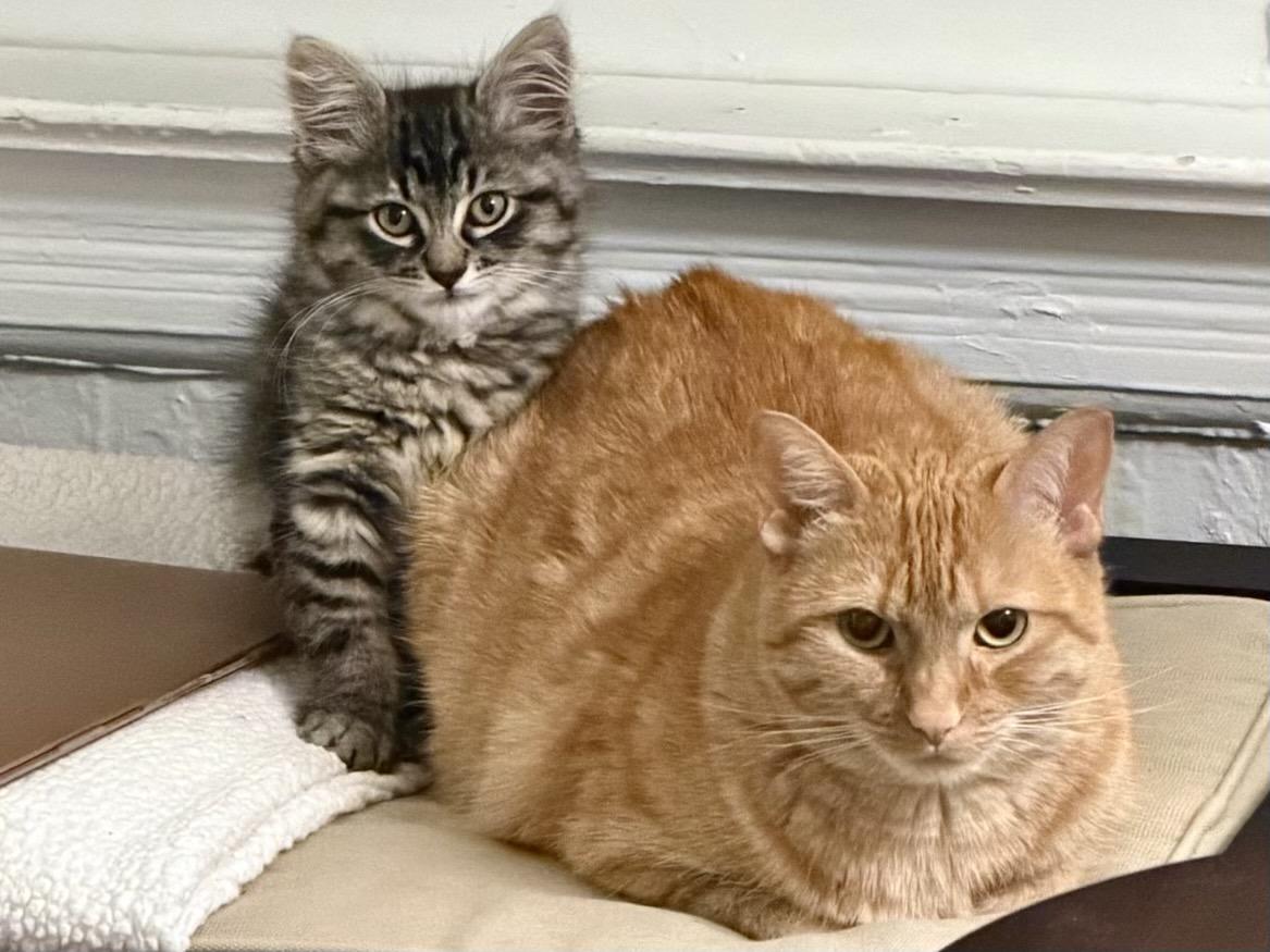 Enlarge Monkey Bread (bonded with Arthur), a Adoptable Domestic Long Hair in San Francisco, CA image 5/6