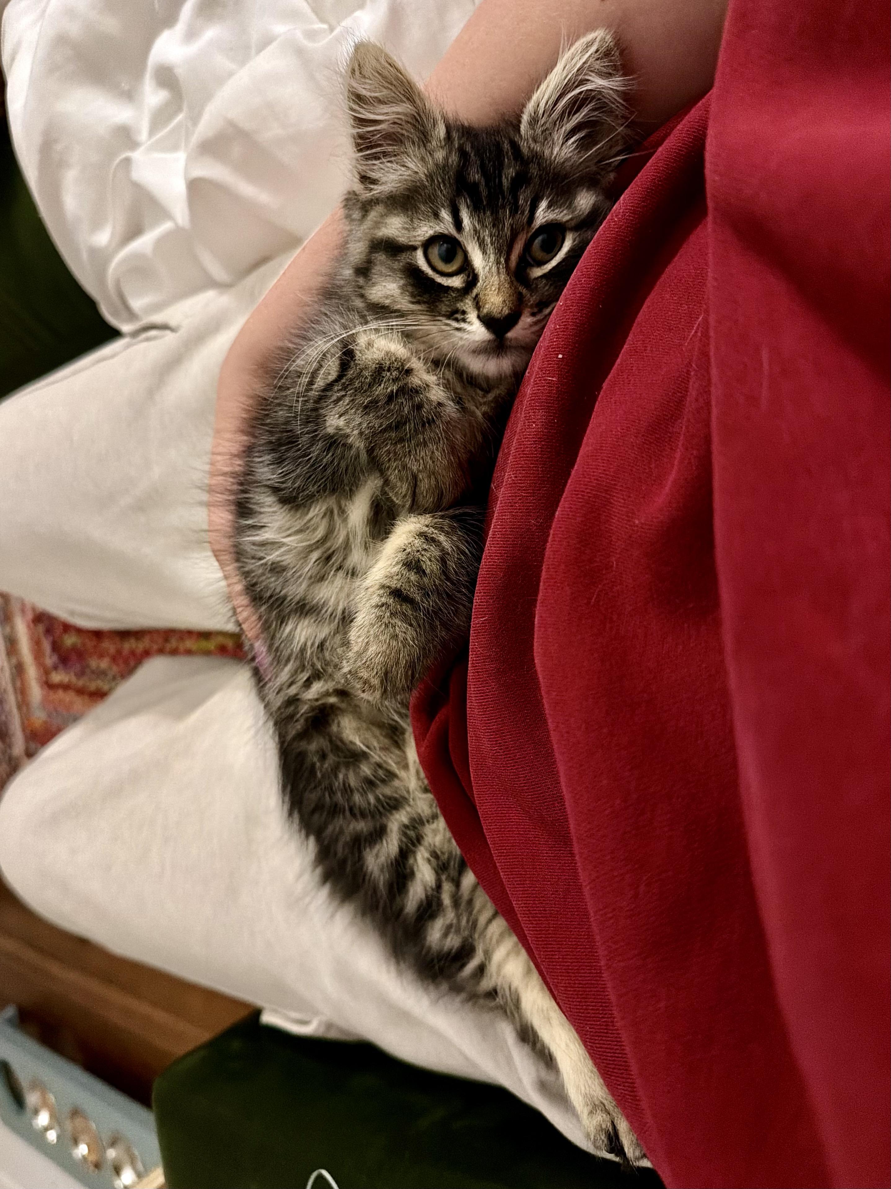 Enlarge Monkey Bread (bonded with Arthur), a Adoptable Domestic Long Hair in San Francisco, CA image 6/6