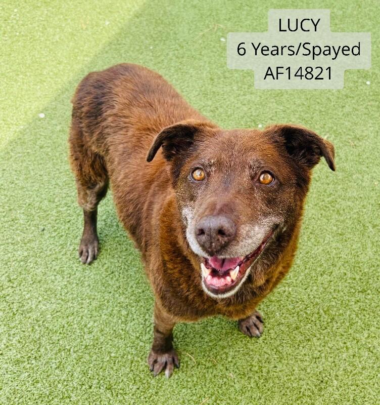 Lucy, Adoptable, Adult Female Chocolate Labrador Retriever & Mixed Breed.