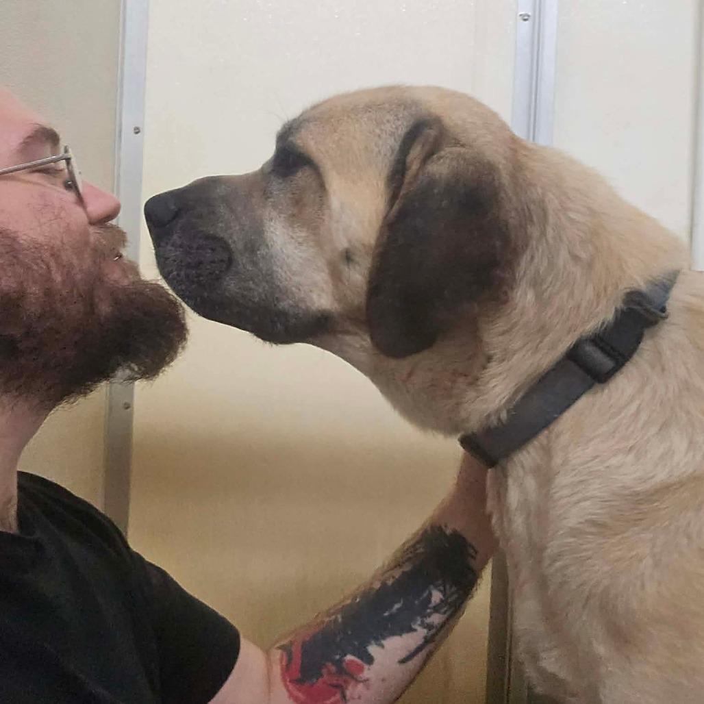 Bubba, Adoptable, Adult Male Great Pyrenees & Rhodesian Ridgeback.
