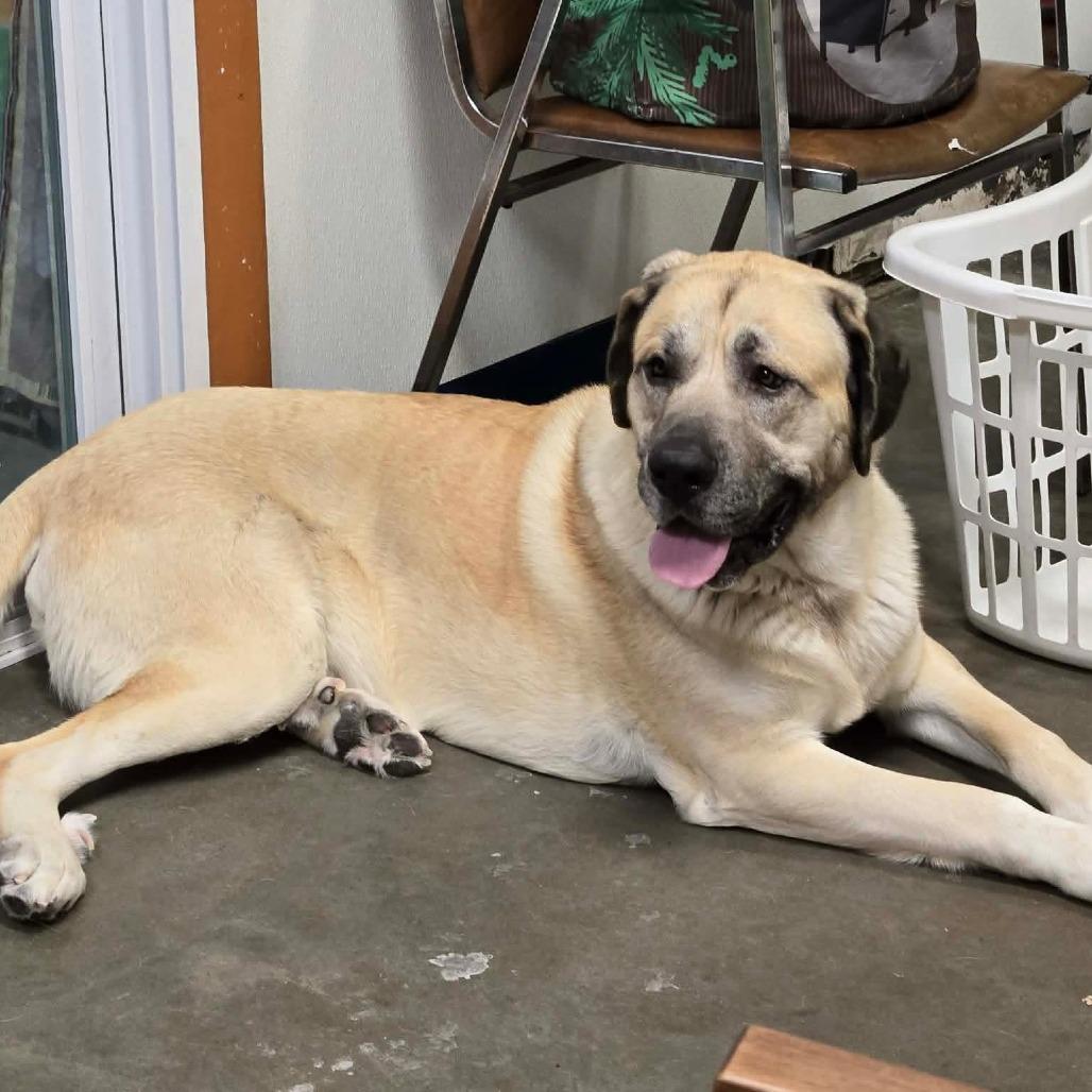 Bubba, a Adoptable mixed breed in Park Falls, WI image 2/3