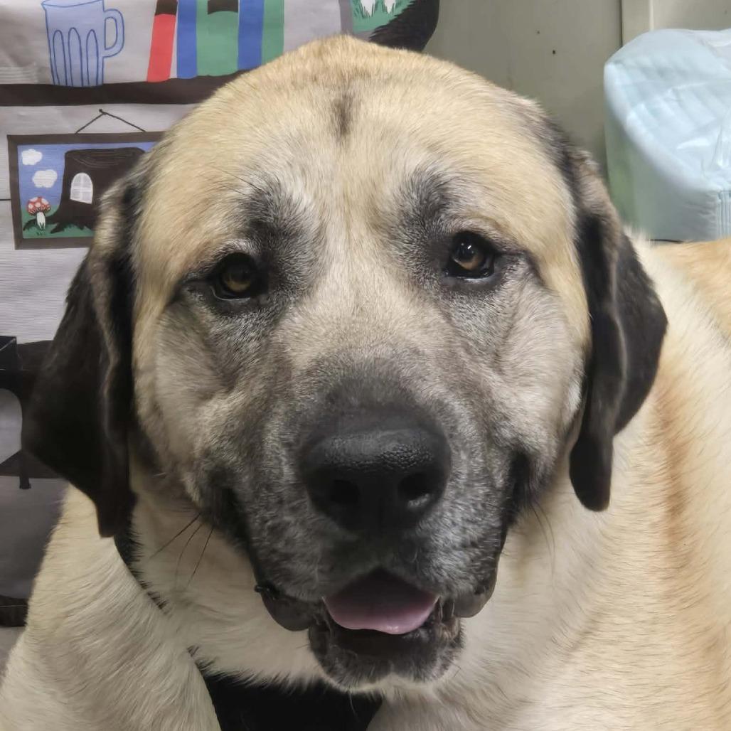 Bubba, a Adoptable mixed breed in Park Falls, WI image 3/3
