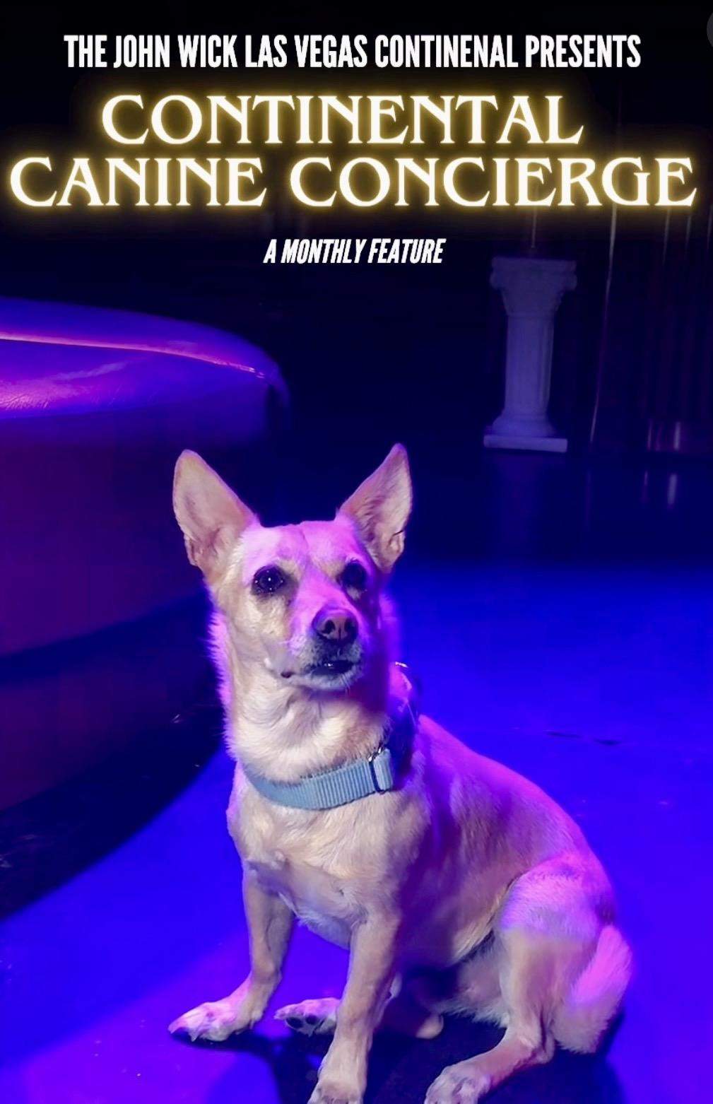 Max, Adoptable, Adult Male Chihuahua.