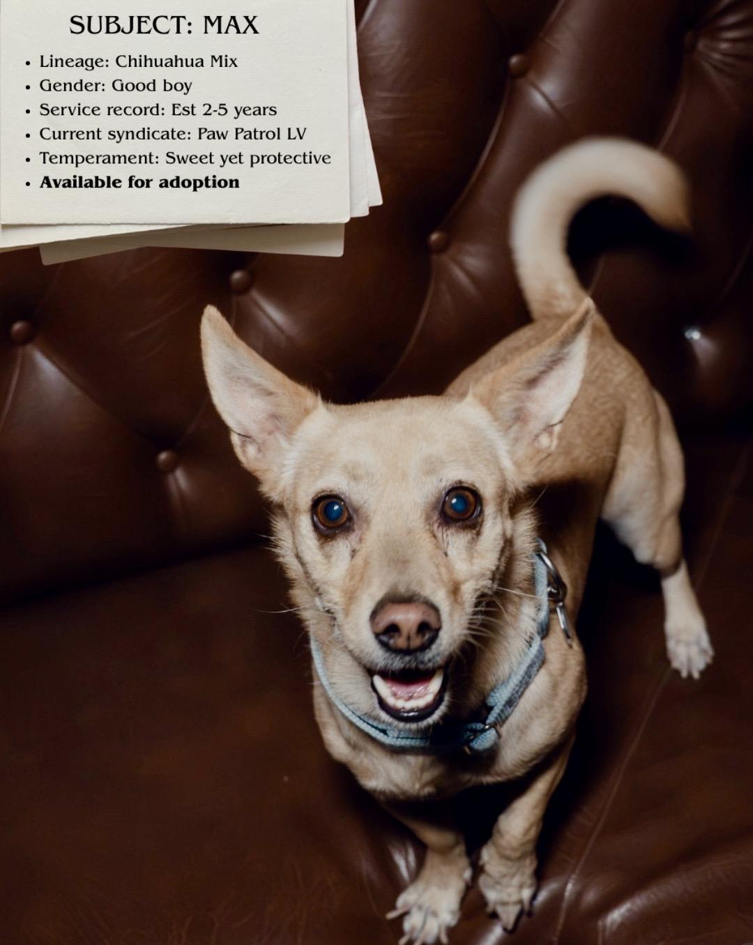 Enlarge Max, a Adoptable mixed breed in Las Vegas, NV image 2/2