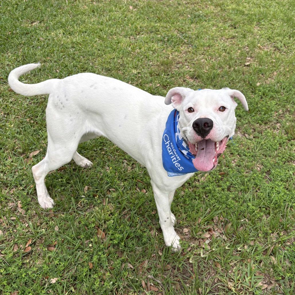Turtle, Adoptable, Adult Male Pit Bull Terrier & Mixed Breed.