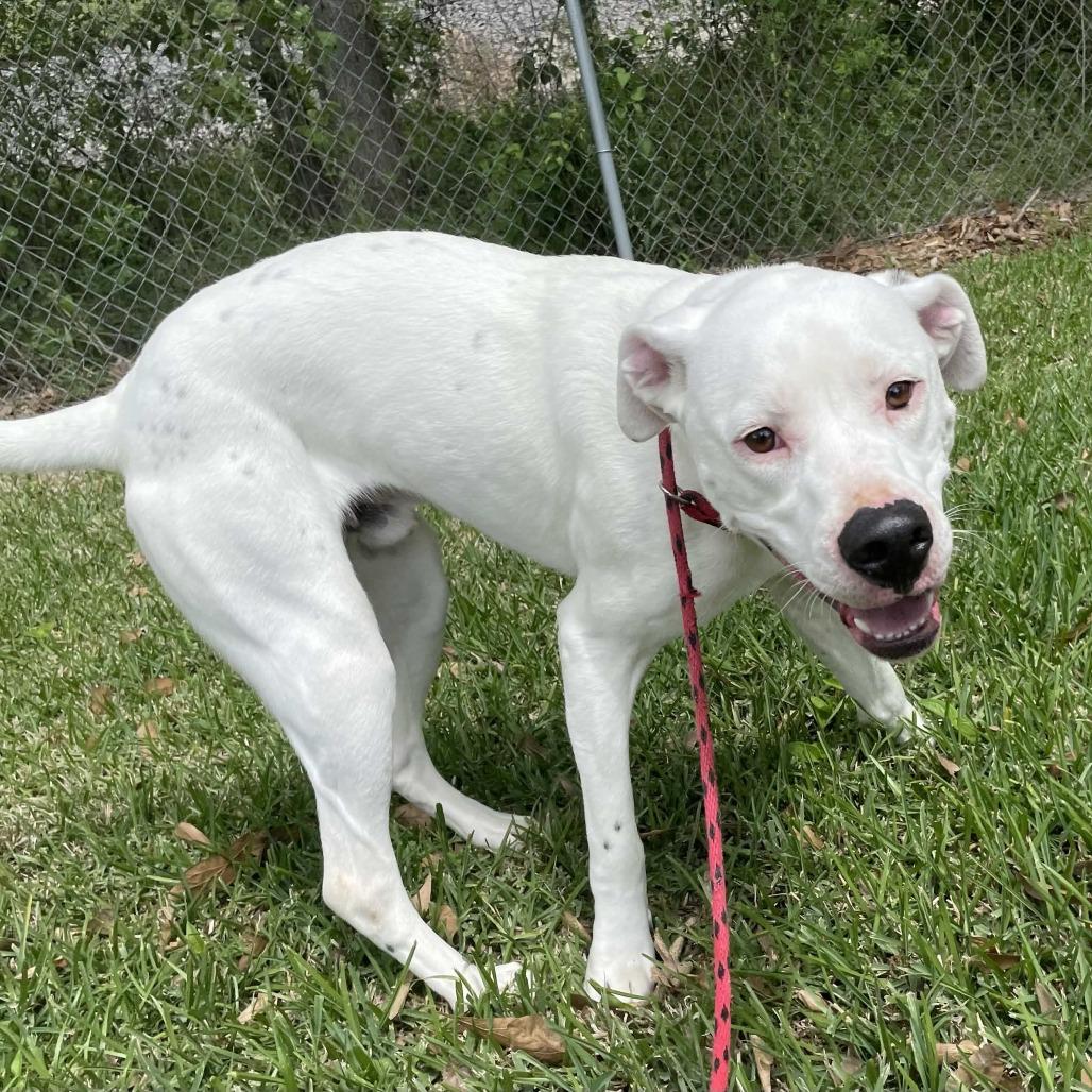 Enlarge Turtle, a Adoptable mixed breed in Beaumont, TX image 2/6