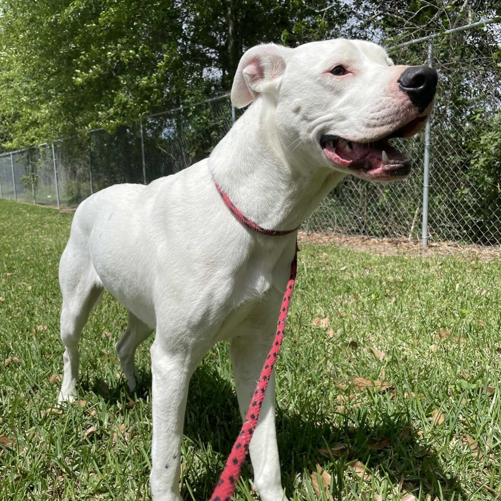 Enlarge Turtle, a Adoptable mixed breed in Beaumont, TX image 3/6