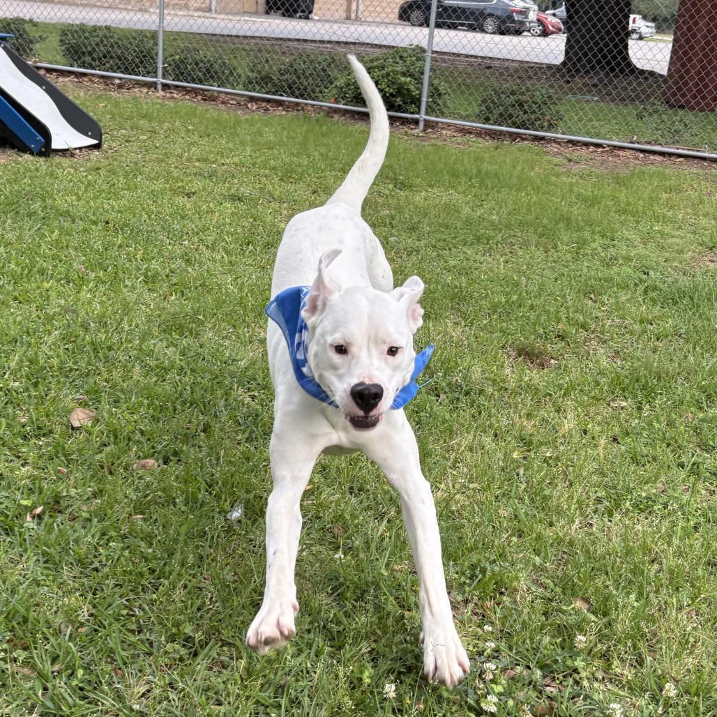 Enlarge Turtle, a Adoptable mixed breed in Beaumont, TX image 4/6