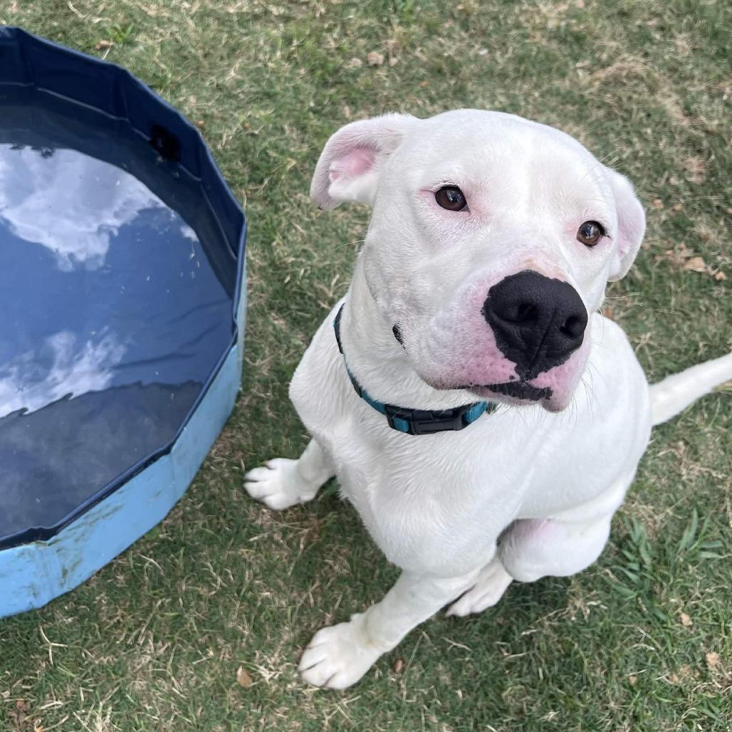Enlarge Turtle, a Adoptable mixed breed in Beaumont, TX image 4/6
