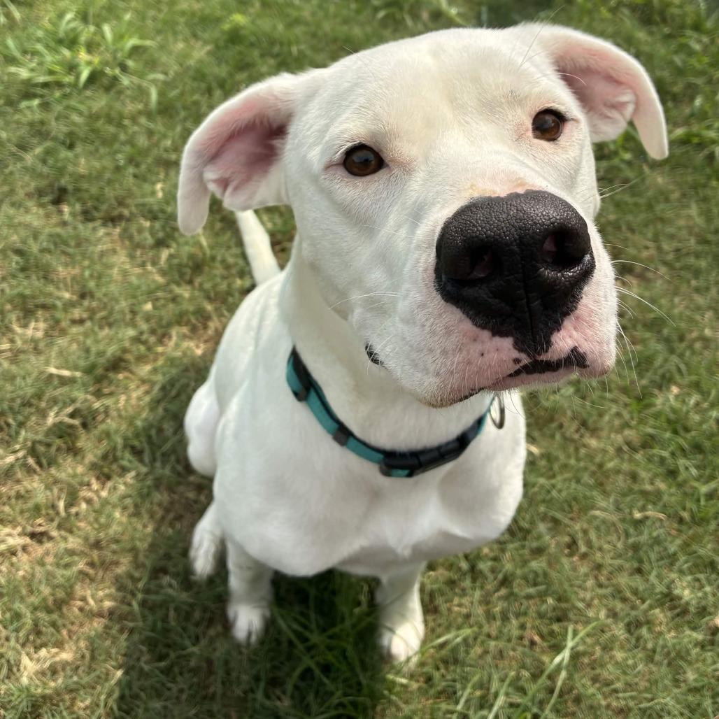 Enlarge Turtle, a Adoptable mixed breed in Beaumont, TX image 4/6