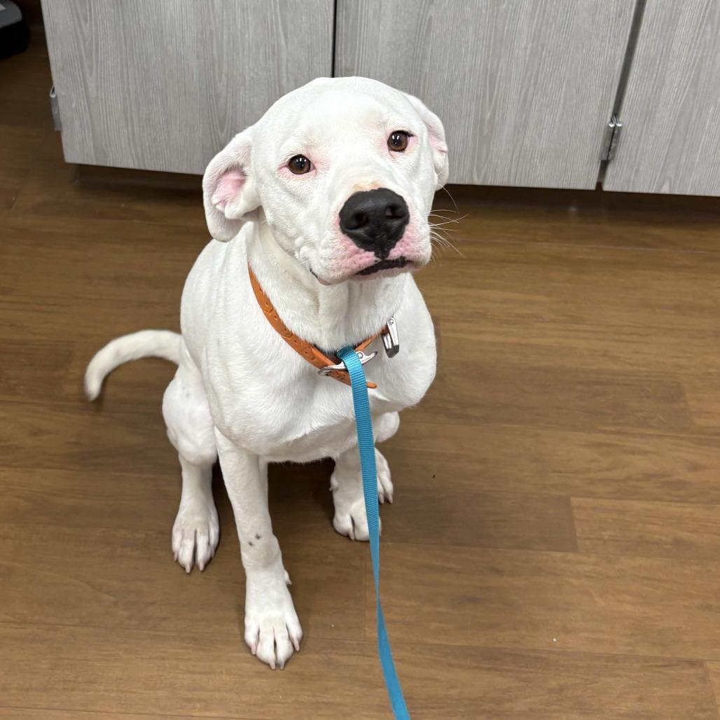 Enlarge Turtle, a Adoptable mixed breed in Beaumont, TX image 5/6