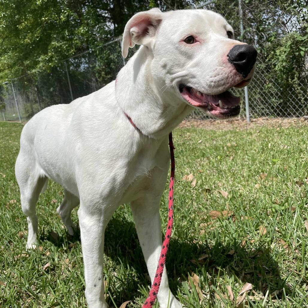 Enlarge Turtle, a Adoptable mixed breed in Beaumont, TX image 6/6