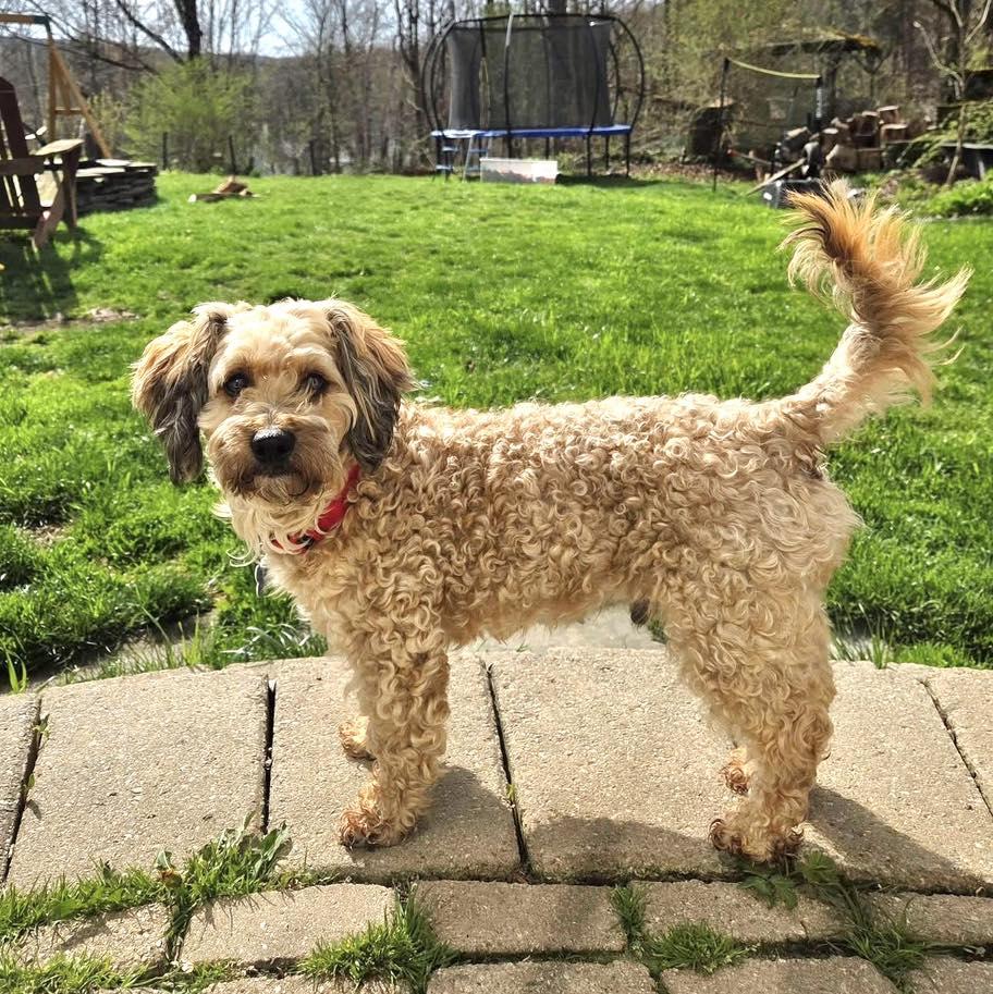 Enlarge Arlo, an adopted mixed breed in Wappingers Falls, NY image 2/2