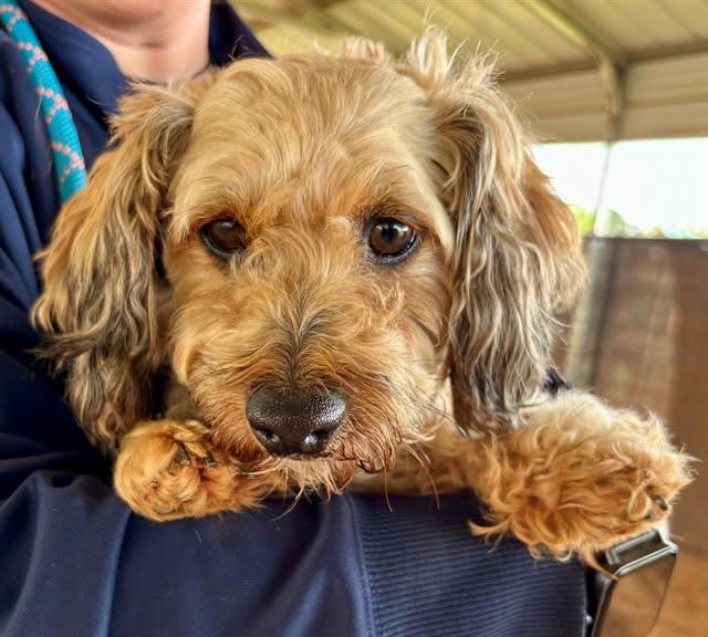 Arlo, adopted, Adult Male Miniature Poodle & Miniature Dachshund.