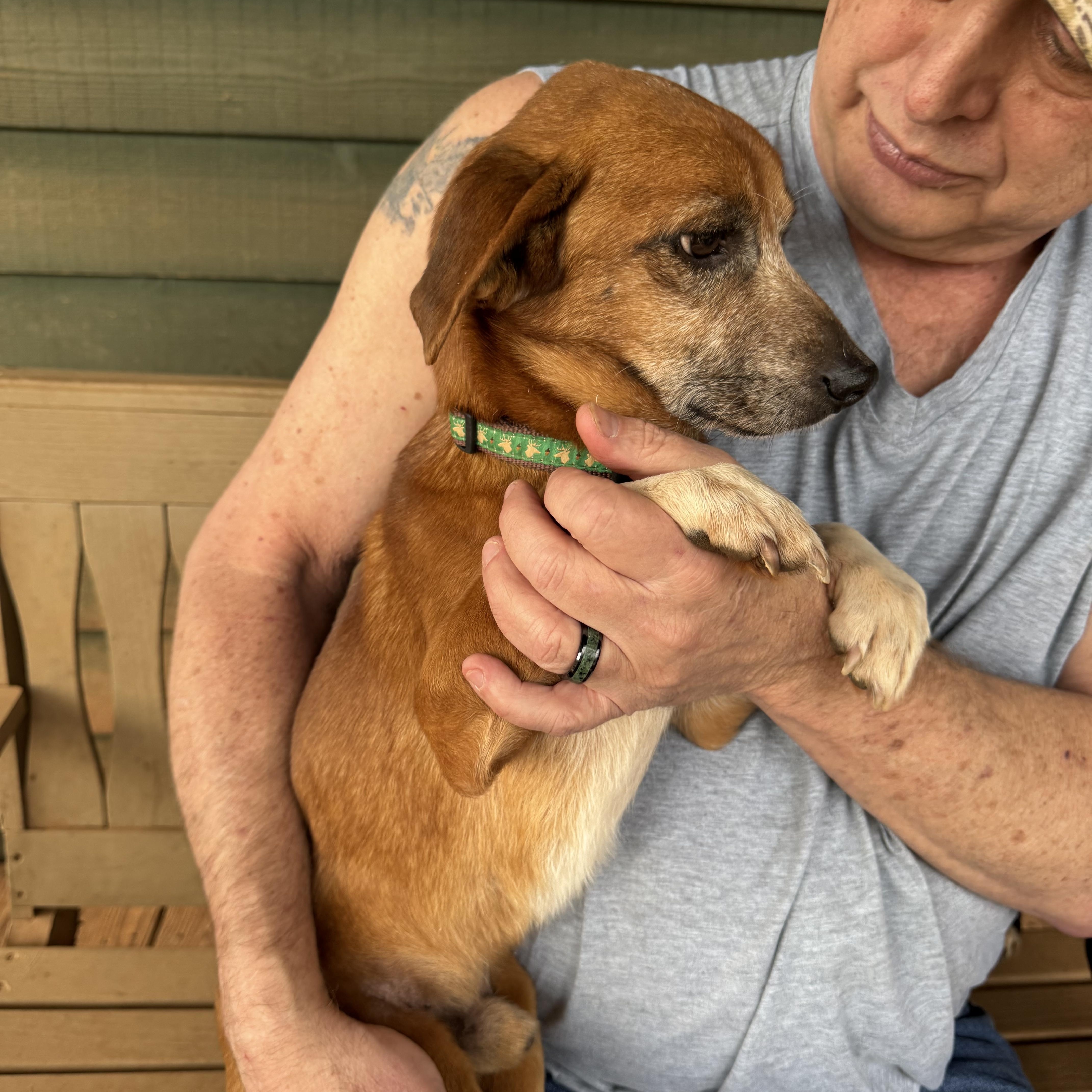 Woody, a Adoptable mixed breed in Blue Ridge, GA image 3/3