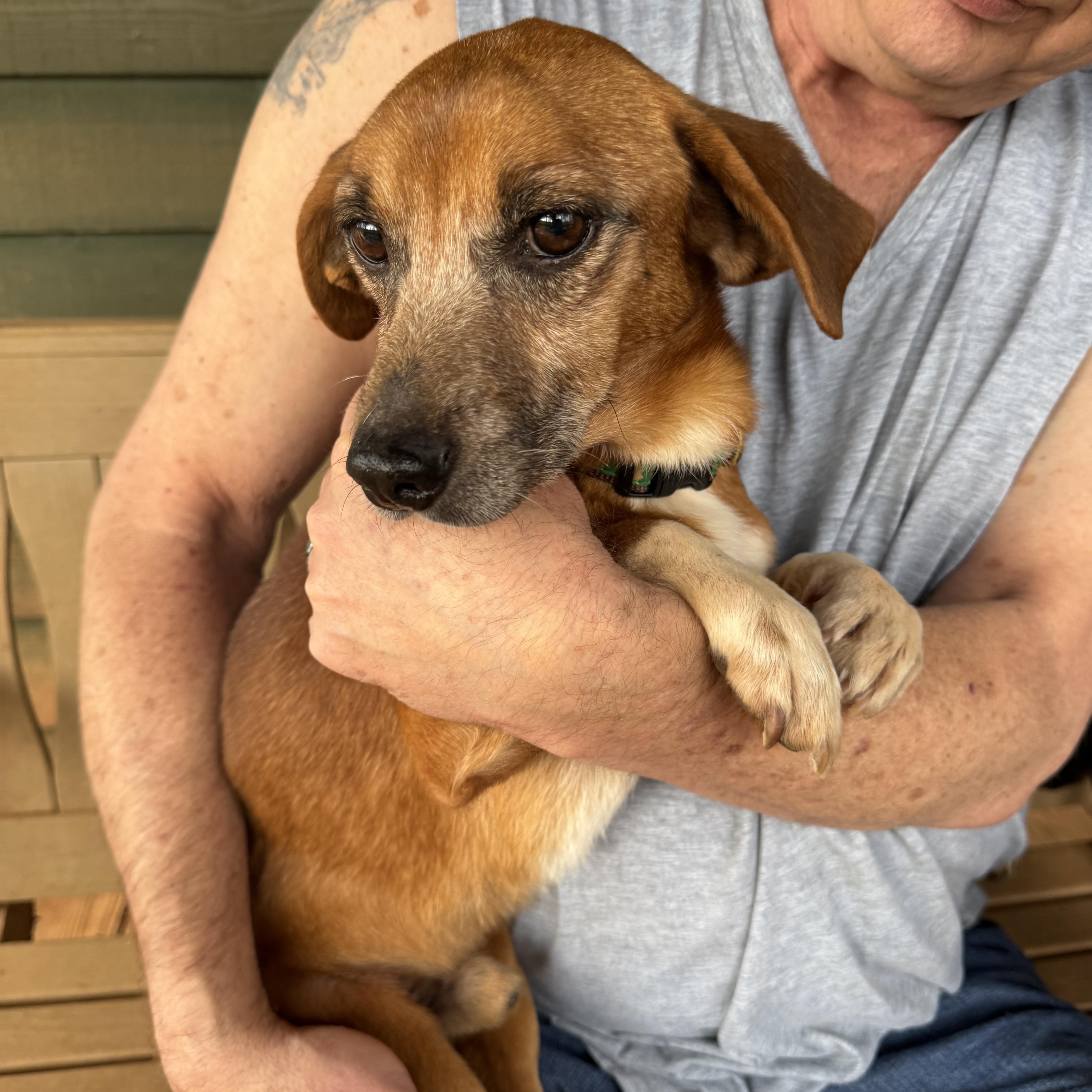 Woody, a Adoptable mixed breed in Blue Ridge, GA image 2/3